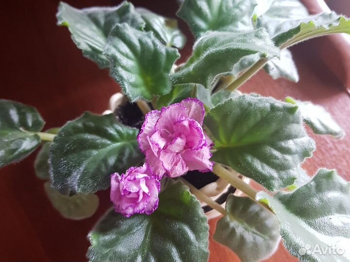 Продаю свои фиалки