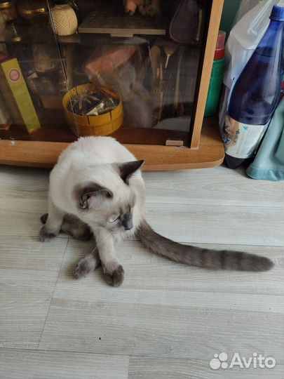 Сиамский котенок мальчик