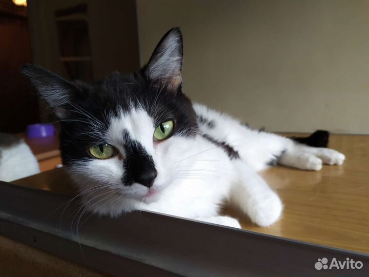 Миниатюрная кошечка