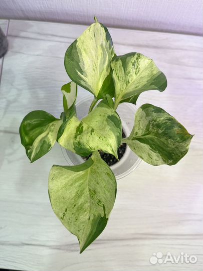 Комнатные растения цветы