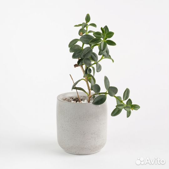Кашпо для цветов бетон