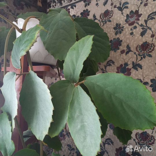 Тетрастигма вуанье