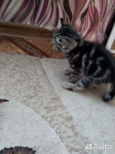 Котята британские