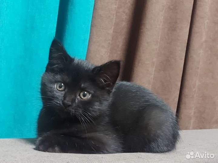 Британские котята