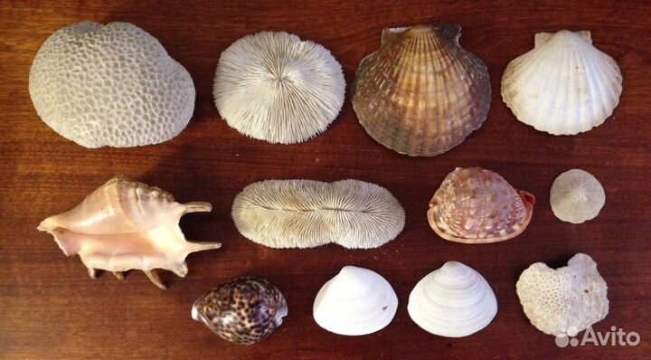 Морской ёж. Heterocentrotus mammillaru.Раковины