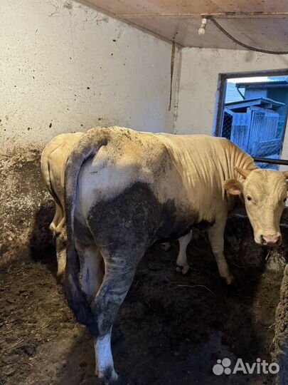 Бычок и телка сементал