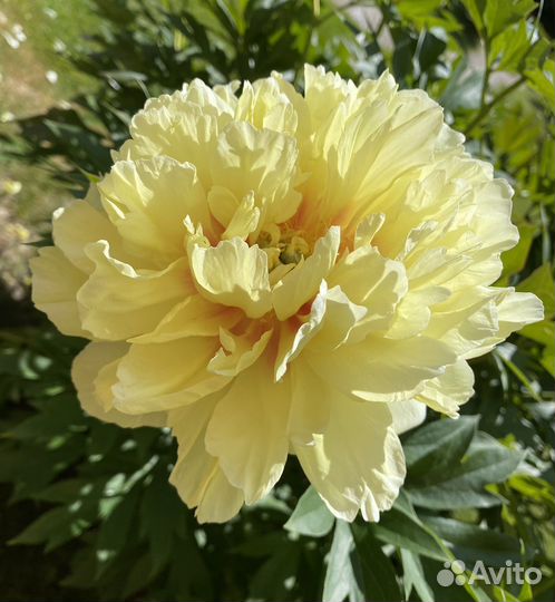 Пион Бартзелла