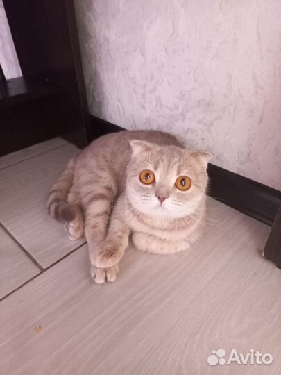 Кошечка в добрые руки