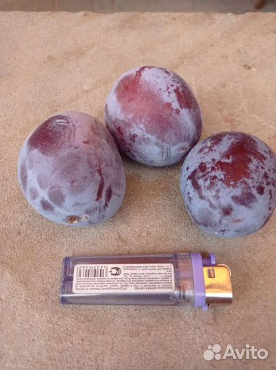 Слива крупная