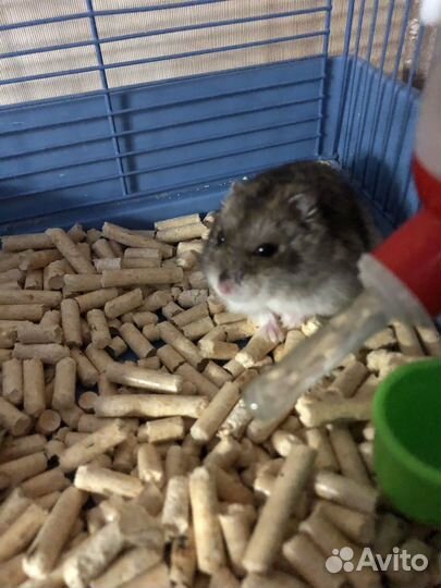 Джунгарский хомяк с клеткой 1000
