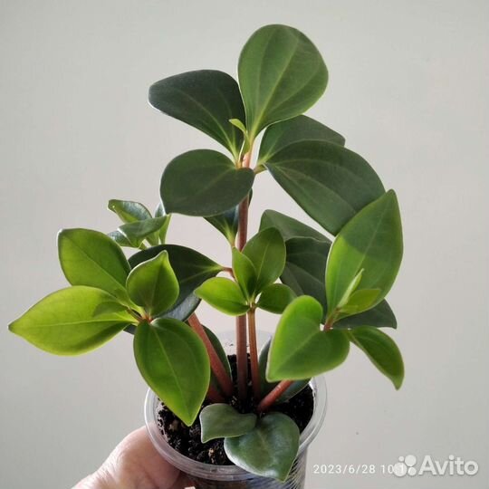 Пеперомия Ротундифолия