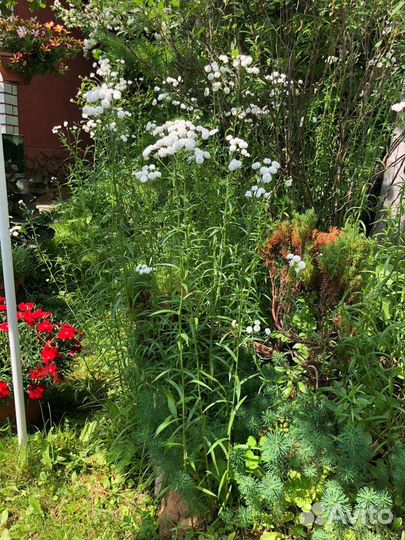 Тысячелистник птармика (Перл или Жемчужница)