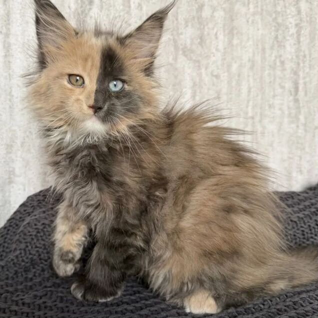 Мейн-кун котёнок