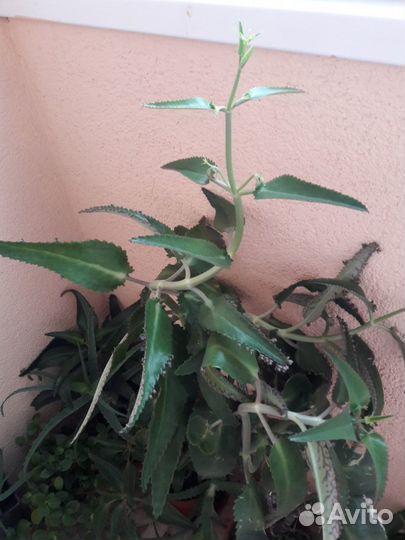 Алое 3-хлетний