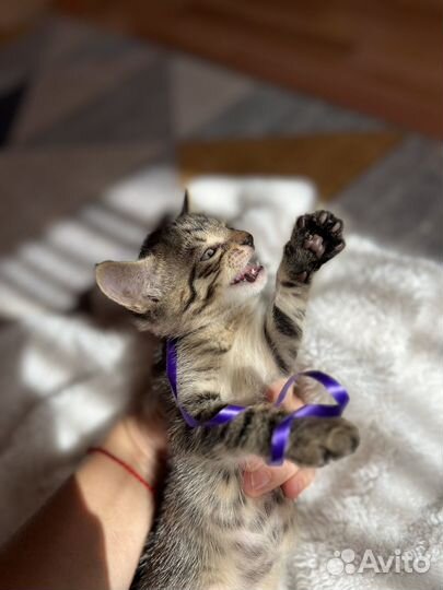 Котята в добрые руки даром
