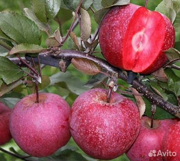 Саженцы яблони Ред Кетти