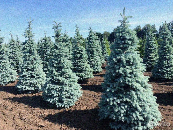 Ель голубая, сосна, можжевельник блю эрроу