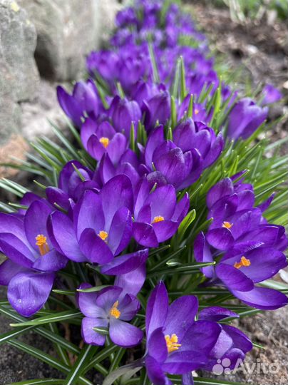 Луковицы крокусов