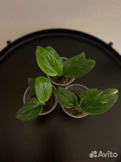 Филодендрон Кобра