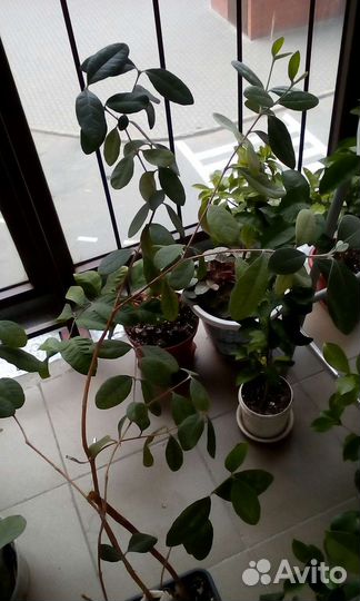 Пепино.Плюмерия. Гуава земляничная. Фейхоа