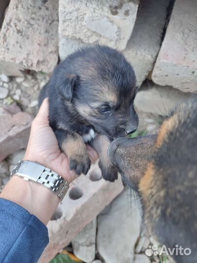 Собаки бесплатно
