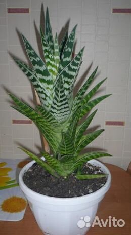 Алоэ тигровое декоративное