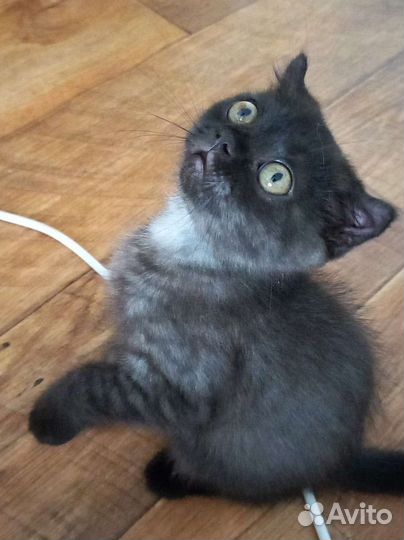 Котенок в дар бесплатно