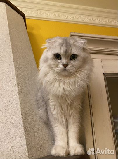 Шотландский кот