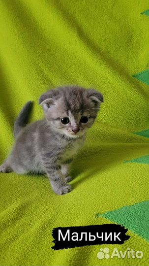 Шотландская