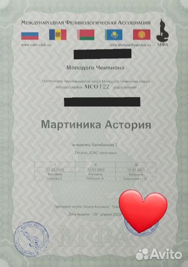 Мейн-кун f22 Астория, серт.N/N, (jcac)