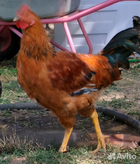 Петухи на племя или на мясо