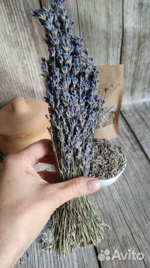 Лаванда крымская