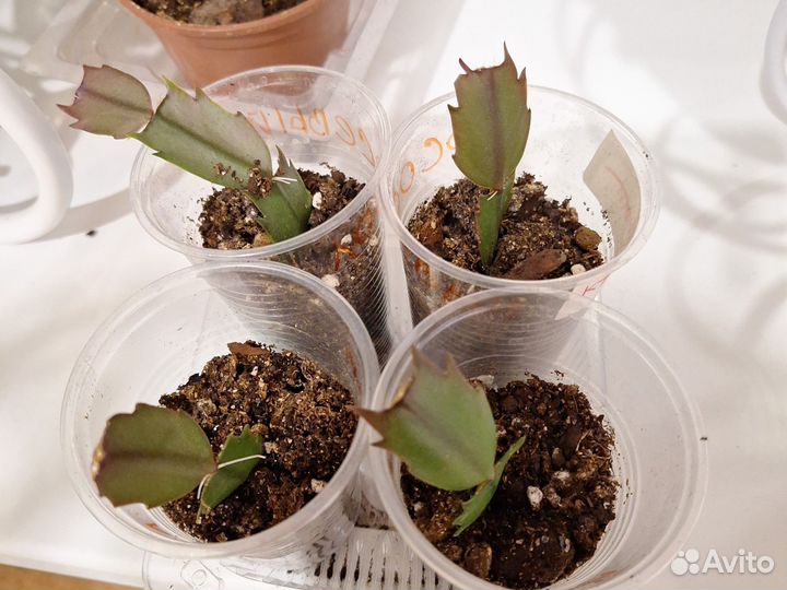 Декабрист шлюмбергера