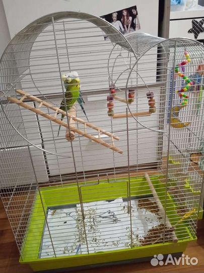 Волнистые попугаи с клеткой