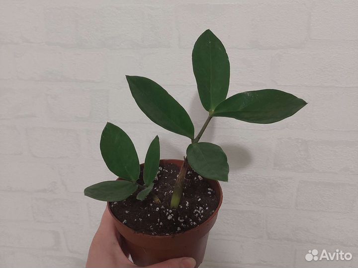 Замиокулькас Черный равен (ворон) и обычный