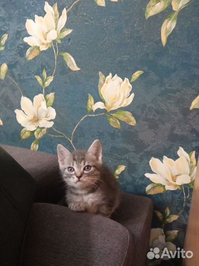 Котята бенгалы