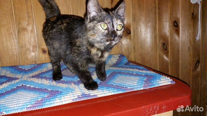 Котёнок девочка