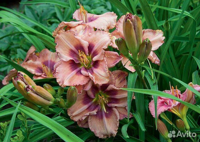 Лилейники сортовые