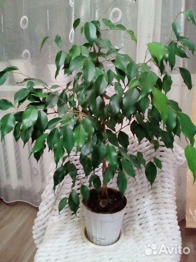 Фикус Бенжамина экзотик