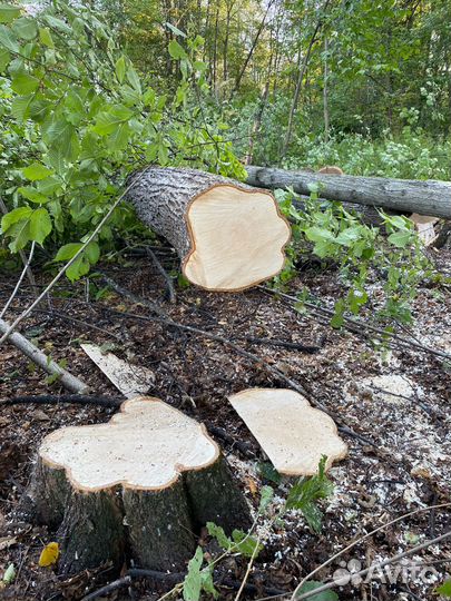 Кругляк липа