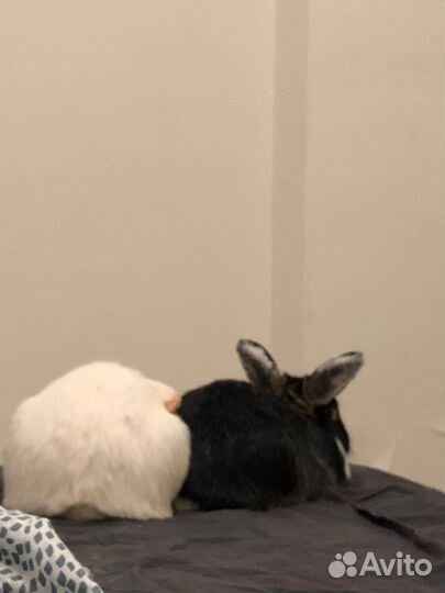 Декоративный кролик