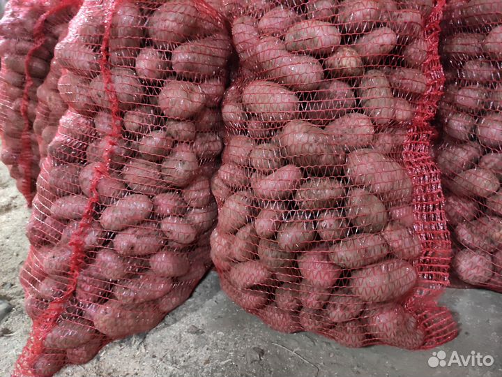 Продаëм картофель