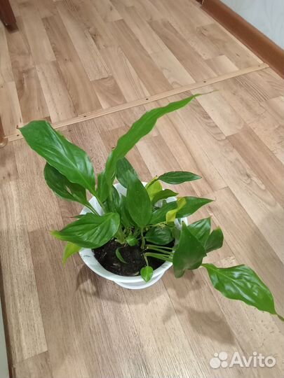 Спатифиллум