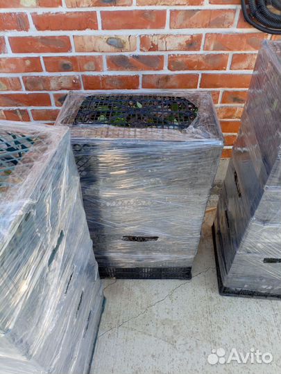 Саженцы голубики