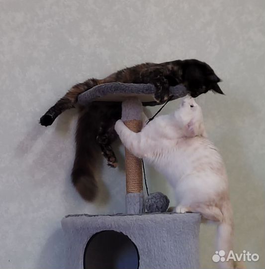 Котёнок-подросток