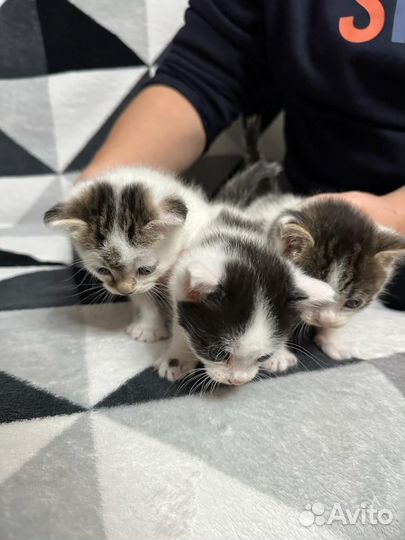 Котята в дар бесплатно