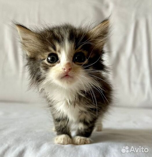 Котенок мальчик в добрые руки