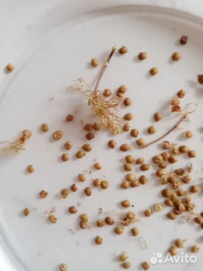 Мимоза семена