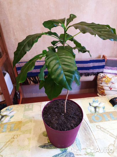 Растения кофе Арабика