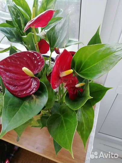 Антуриумы разные